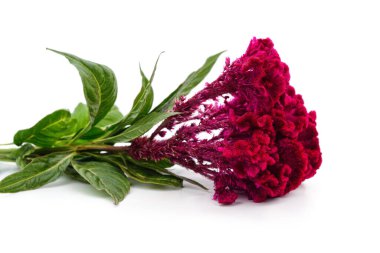 Beyaz arkaplanda kırmızı çiçekli Amaranth.