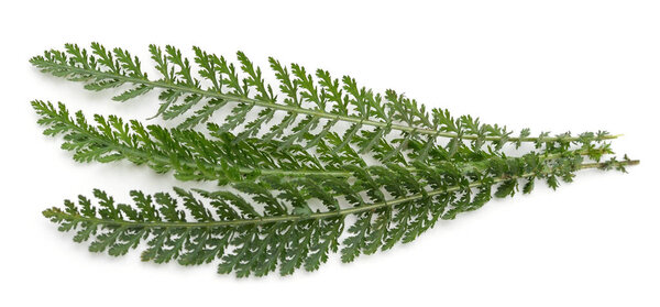 Green leaves of yarrow isolated on white background.