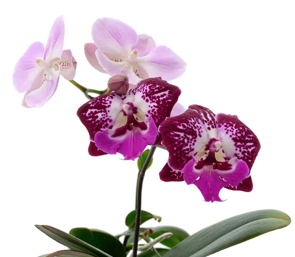 Roze Orchidee Bloemen Geïsoleerd Een Witte Achtergrond — Stockfoto