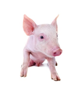Beyaz arka planda izole edilmiş küçük bir domuz..