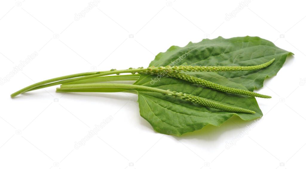 Green leaf of plantain isolated on a white background.