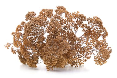 Kurumuş kiremit çiçekleri beyaz bir arkaplanda izole edilmiş.