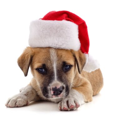 Beyaz arka planda izole edilmiş Noel şapkalı köpek..