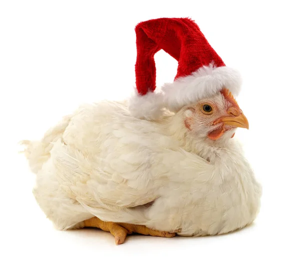 Pollo Sombrero Navidad Aislado Sobre Fondo Blanco — Foto de Stock