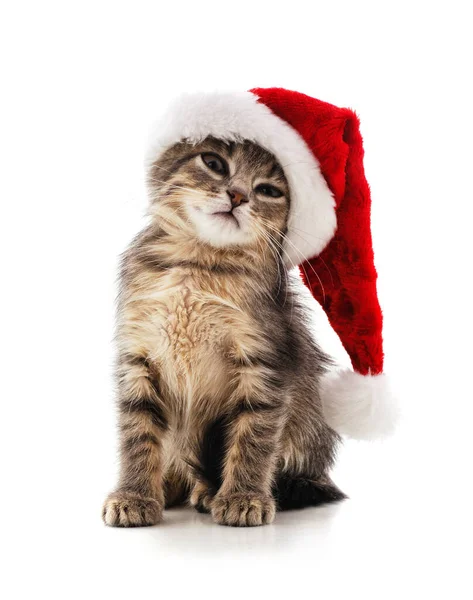 Kitten Klobouku Santa Bílém Pozadí — Stock fotografie