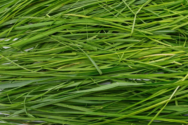 新鮮な草の緑の背景 — ストック写真