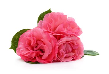 Beyaz arka planda üç pembe gül.