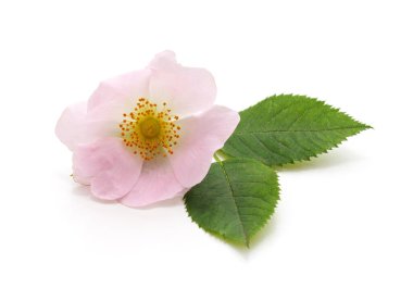 Beyaz arka planda yaban gülü çiçeği.