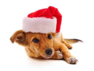 Beyaz arka planda izole edilmiş, Noel şapkalı bir köpek..