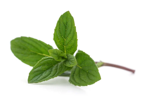 Leaves Green Mint Isolated White Background — Stock Photo, Image