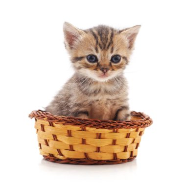 Beyaz arka planda izole edilmiş sepetteki kedi yavrusu..