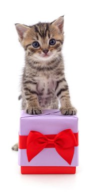 Kedi yavrusu ve hediye beyaz arka planda izole edilmiş..