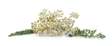 Beyaz arka planda izole edilmiş taze ve kurumuş kiremit çiçekleri..