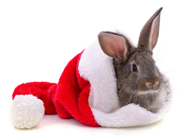Beyaz arka planda izole edilmiş Noel şapkalı tavşan..