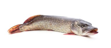 Beyaz arka planda izole edilmiş büyük bir turna balığı..