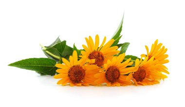 Beyaz bir arka plan üzerinde izole sarı papatya buketi.