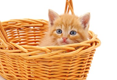 Beyaz arka planda izole edilmiş sepetteki kedi yavrusu..