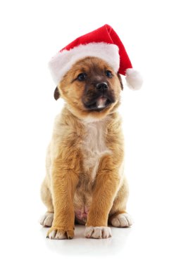 Beyaz bir arka plan üzerinde Noel şapkalı bir köpek.