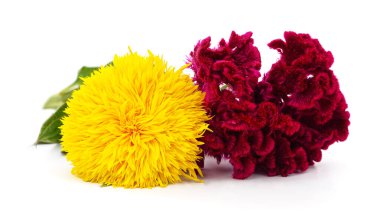 Beyaz arka planda izole edilmiş canlı sarı kadife çiçekleri ve kırmızı horoz tarağı çiçekleri. Çiçek dekorasyonu, doğal tasarım ve botanik temalar için ideal..