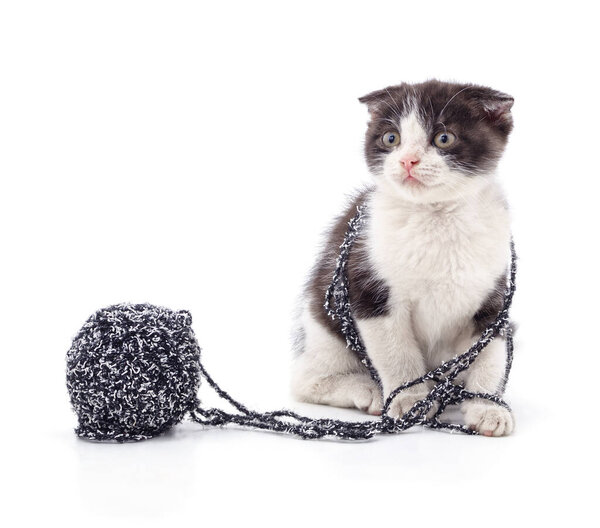 Cute kitten playing and tangled in yarn threads from a wool ball, isolated on white background, ideal for pet concepts, playful cats, and cozy lifestyle designs.