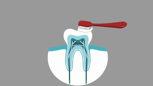 Cuidado Dental Animación Vectorial — Vídeos de Stock