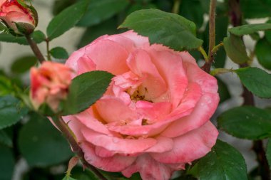 Yaz bahçesinde çiçekler 