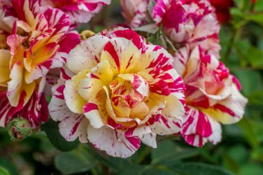 Yaz bahçesinde çiçekler 