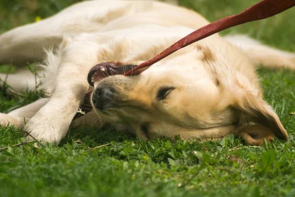 Golden Retriever Dog play in a Garden, funny dog