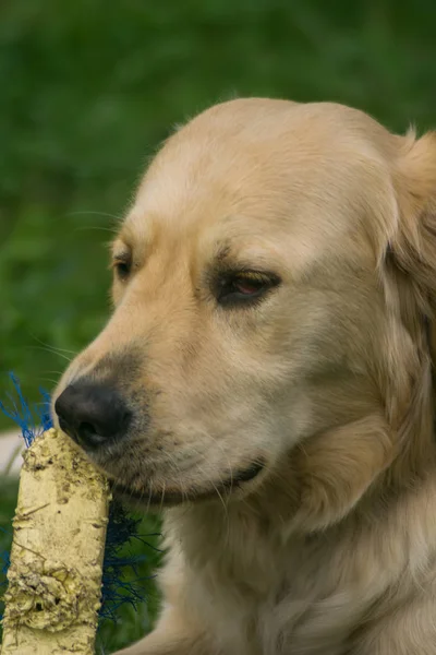 Golden Retriever Dog play in a Garden, funny dog