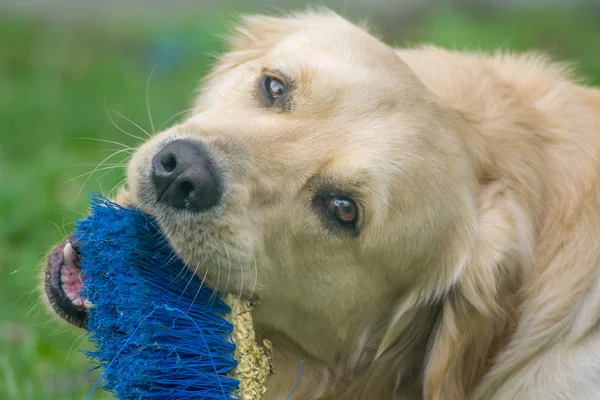 Golden Retriever Dog play in a Garden, funny dog