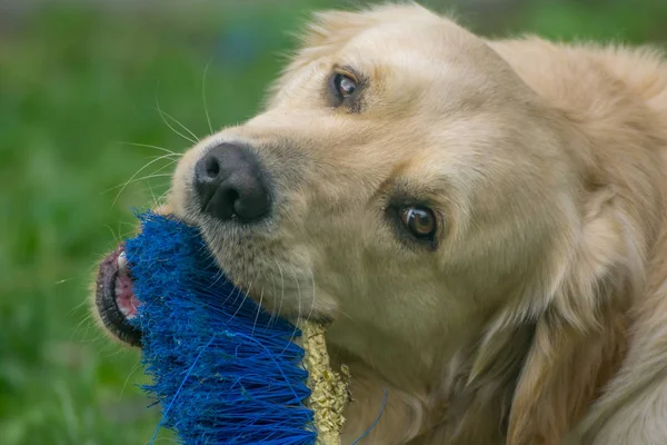 Golden Retriever Dog play in a Garden, funny dog