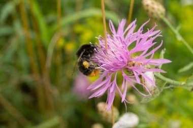 Yaz bahçesinde çiçekler 