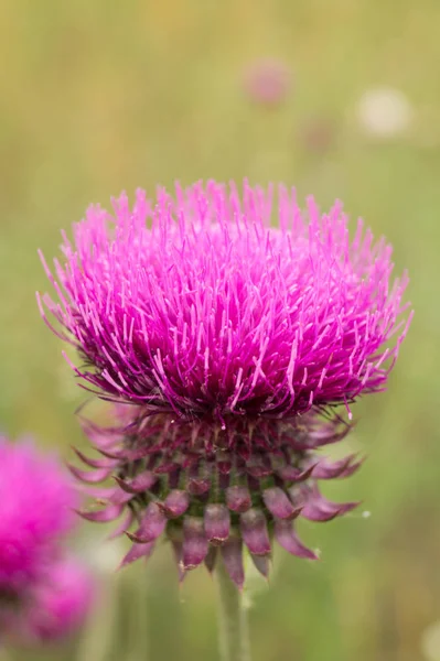 Flowers Garden Summer — Stock Photo, Image