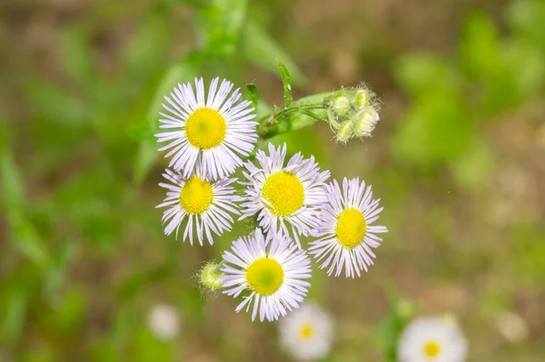 Fleurs Dans Jardin Été — Photo