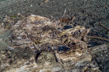 ağaç gövde closeup kesmek