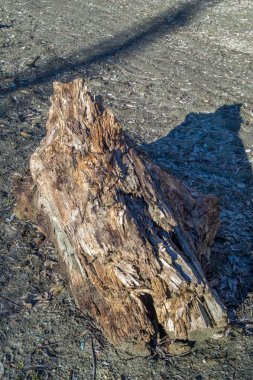 ağaç gövde closeup kesmek