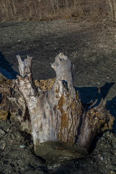 Ağaç Gövde Closeup Kesmek — Stok fotoğraf