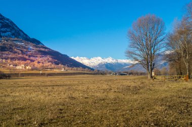 ağaçlar ve mavi gökyüzü ile orman yolu