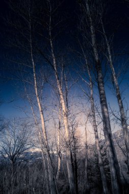 ağaçlar ve mavi gökyüzü ile orman yolu