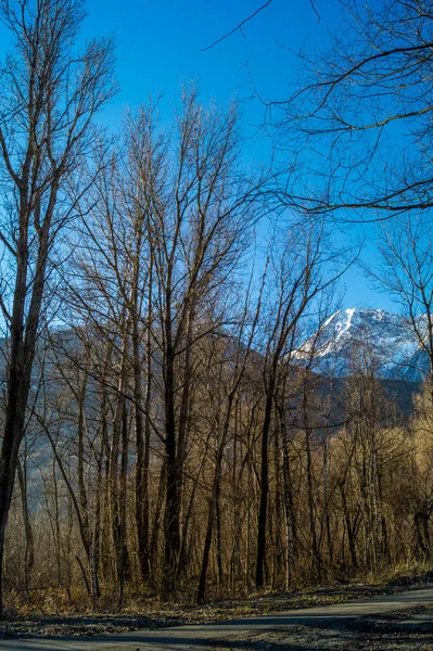 Sendero Forestal Con Árboles Cielo Azul —  Fotos de Stock