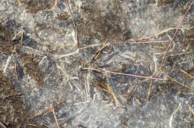 ağaçlar ve mavi gökyüzü ile orman yolu