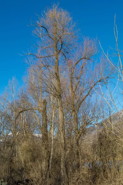 林道の木と青い空 — ストック写真