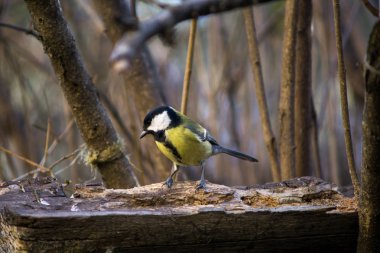 büyük baştankara closeup bir ağaç üzerinde