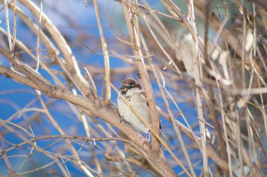 Serçe closeup için yemlik bir ağaç üzerinde
