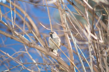 Serçe closeup için yemlik bir ağaç üzerinde