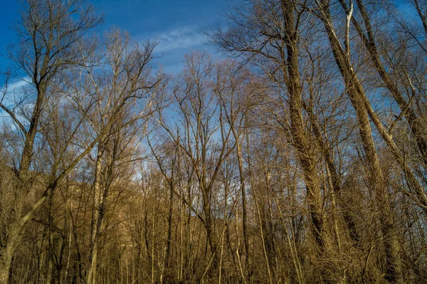 Ormandaki Ağaçlar Kış Mavi Gökyüzü Ile — Stok fotoğraf