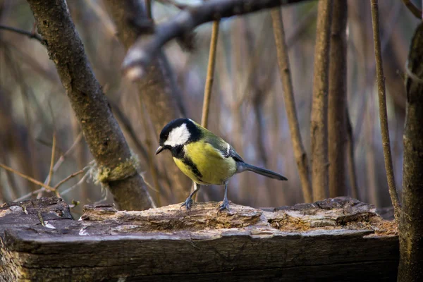 büyük baştankara closeup bir ağaç üzerinde
