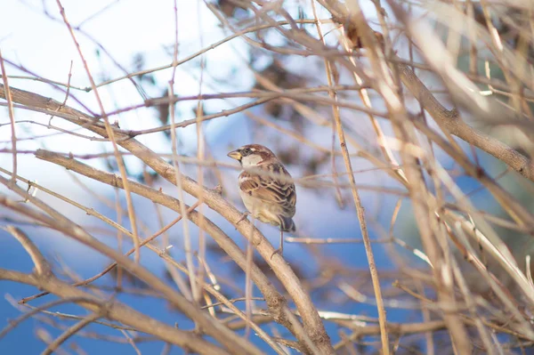 Sparrow Närbild Till Krubban Ett Träd — Stockfoto