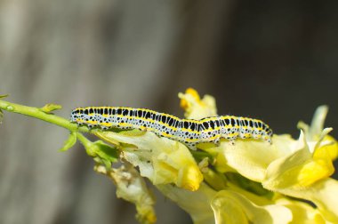macaone caterpillar macro, papilio macaon clipart
