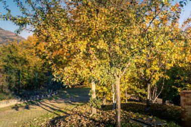 Derma panorama üzerinde sonbahar, sarı ağaç ve renkli gökyüzü